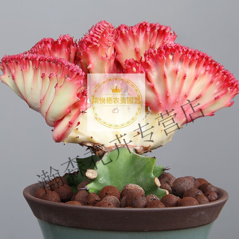 彩麒麟盆栽仙人掌室内客厅春峰绿植多肉植物旺好养花 金麒麟一颗(不含盆) 带盆栽好