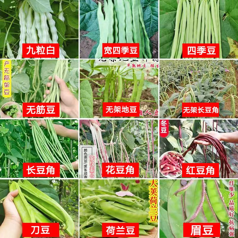 豆类长豇豆四季豆扁豆荷兰豆刀豆眉豆大田早熟大全蔬菜 12款豆类种子
