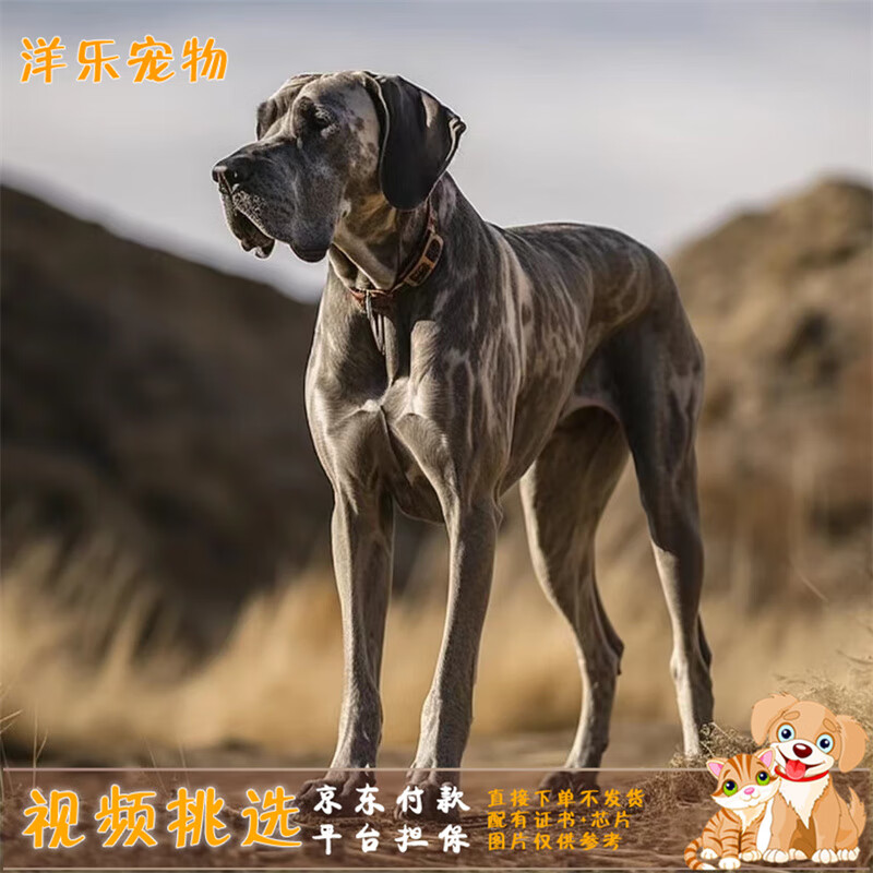 酷季大丹犬活体幼犬美系德系巨型大丹犬金丹黑丹花丹犬蓝丹犬宠物幼崽