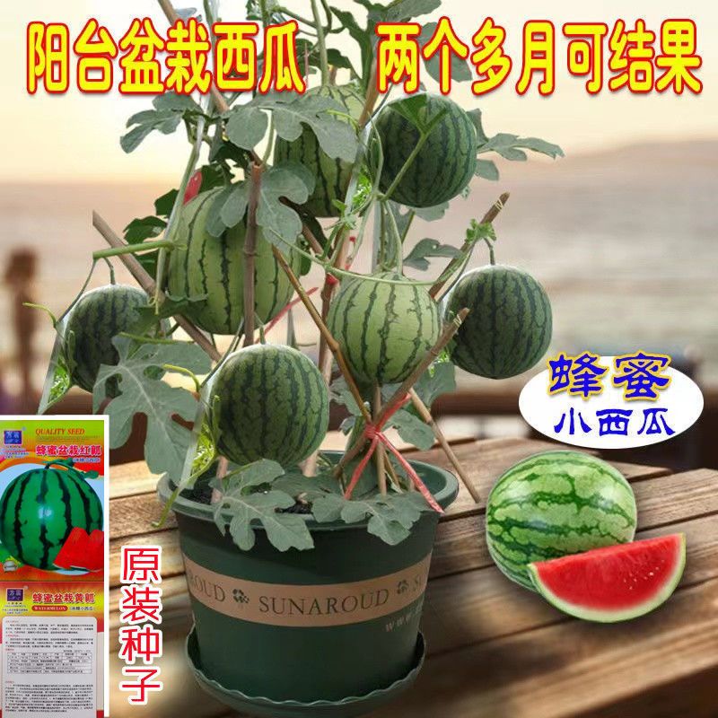 芯宁超甜蜂蜜小西瓜种子无籽小西瓜种子阳台庭院盆栽水果种子四季种植 【蜂蜜盆栽红瓤小西瓜】种子30粒 肥