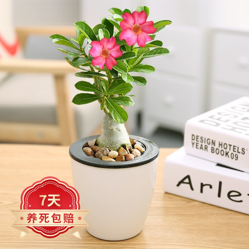 水培植物室内阳台桌面蓄水盆盆栽水培四季可养居家免打理 沙漠玫瑰