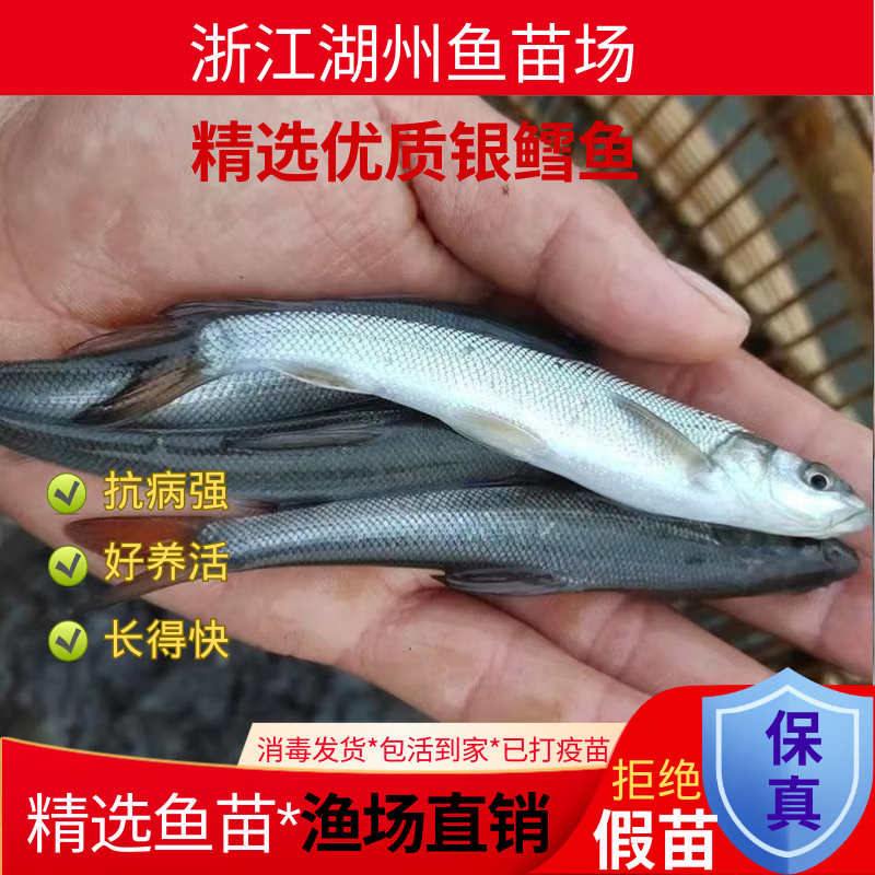 死冷淡水养殖重庆小活体鱼养殖食用 【新苗】银雪鱼苗2-4厘米赠送20%