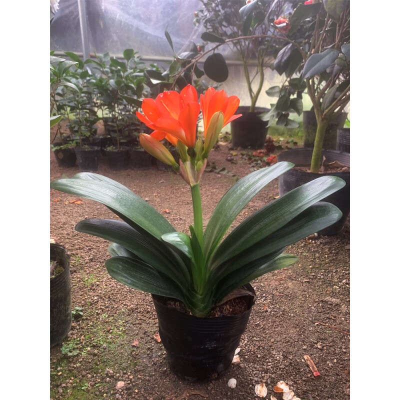 大叶君子兰 满堂红 含盆