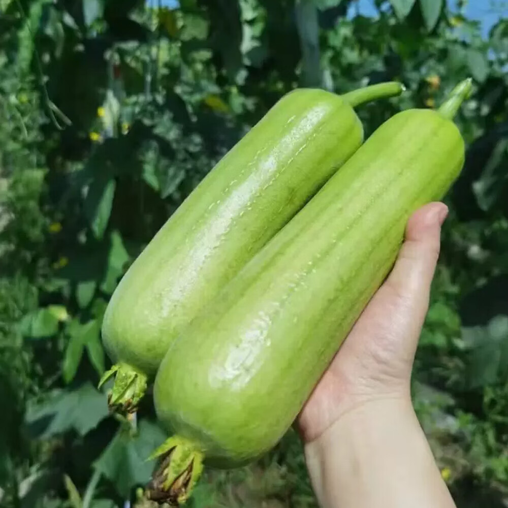 白玉丝瓜新鲜蔬菜白关丝瓜肉丝瓜牛奶丝瓜菜瓜短棒胖白皮水瓜 3斤
