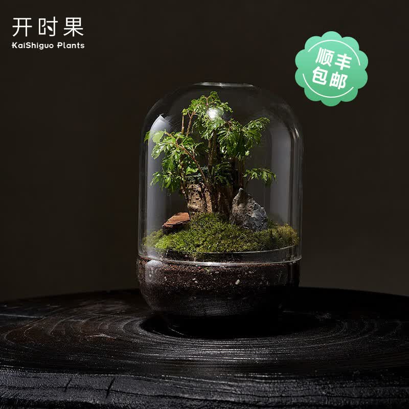 开时果生命之树创意微景观桌面苔藓 成品礼物盆景好养绿植生态瓶盆栽使用感如何?
