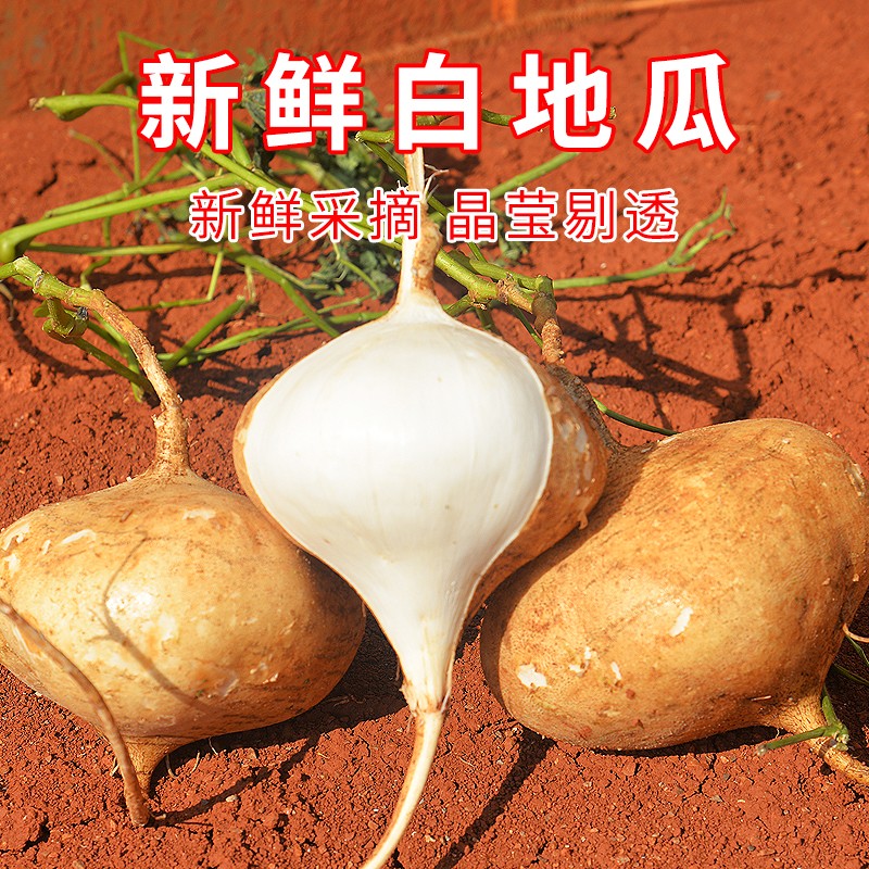 风车车农场新鲜凉薯 白土瓜 白地瓜 沙葛 地萝 1斤