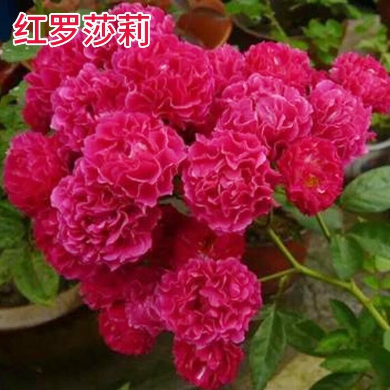 绿植四季攀爬植物浓香型阳台地栽老桩大苗带花盆栽室内开花 红罗莎莉