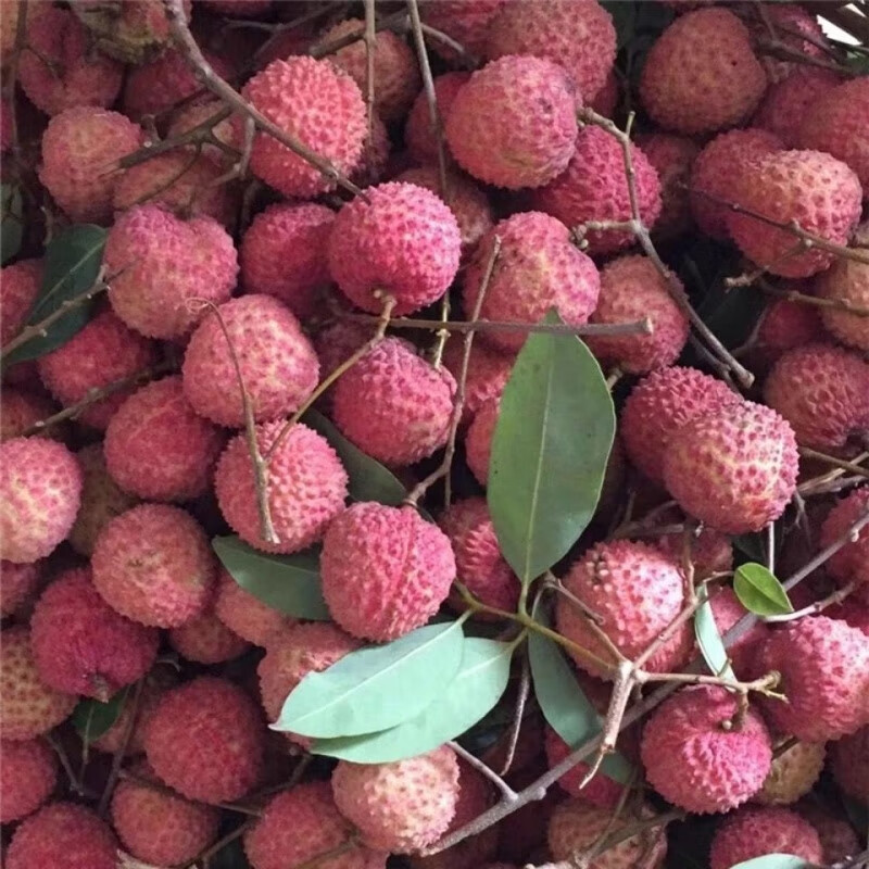 广东高州桂味荔枝3斤5斤孕妇水果生鲜 净重3斤