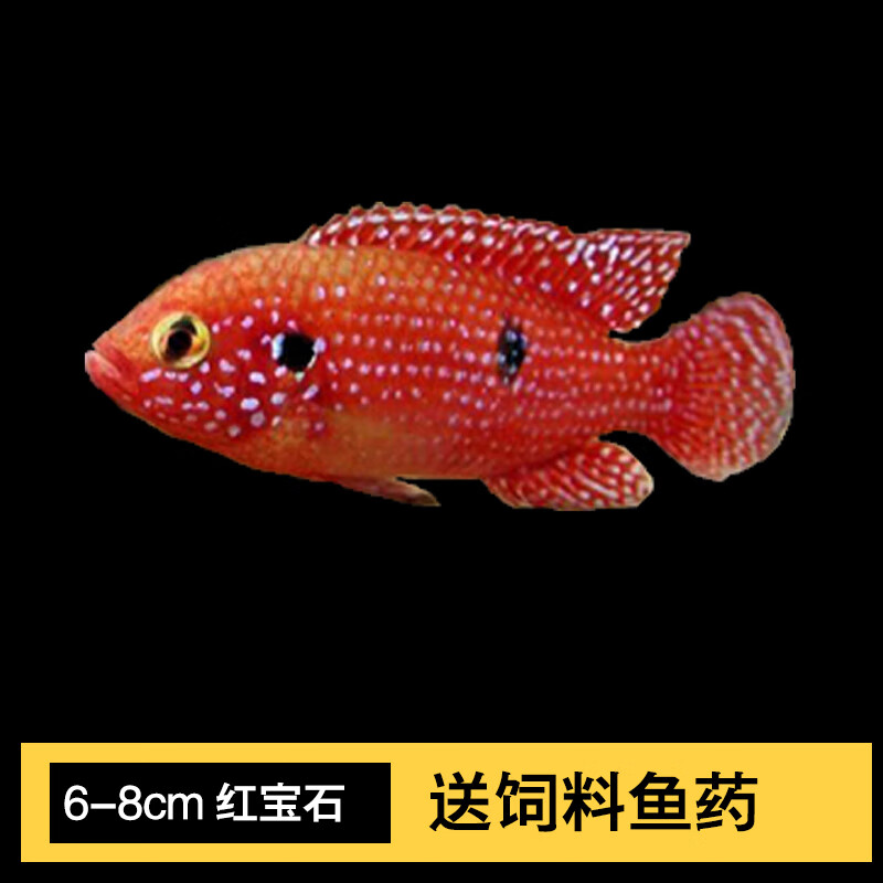 vieruodis 非洲王子蓝阿里宠物鱼三湖慈鲷坦鲷马鲷鱼热带鱼观赏鱼鲷科