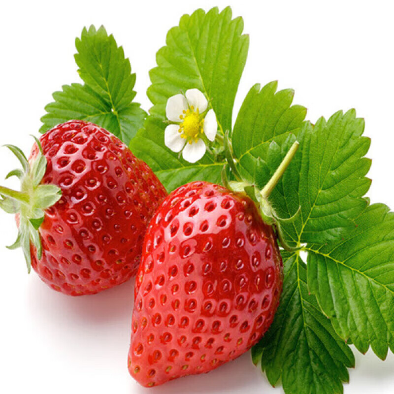 皓谦99牛奶草莓酸新鲜水果当季久久草莓 红颜奶油 1盒装【15颗单果约