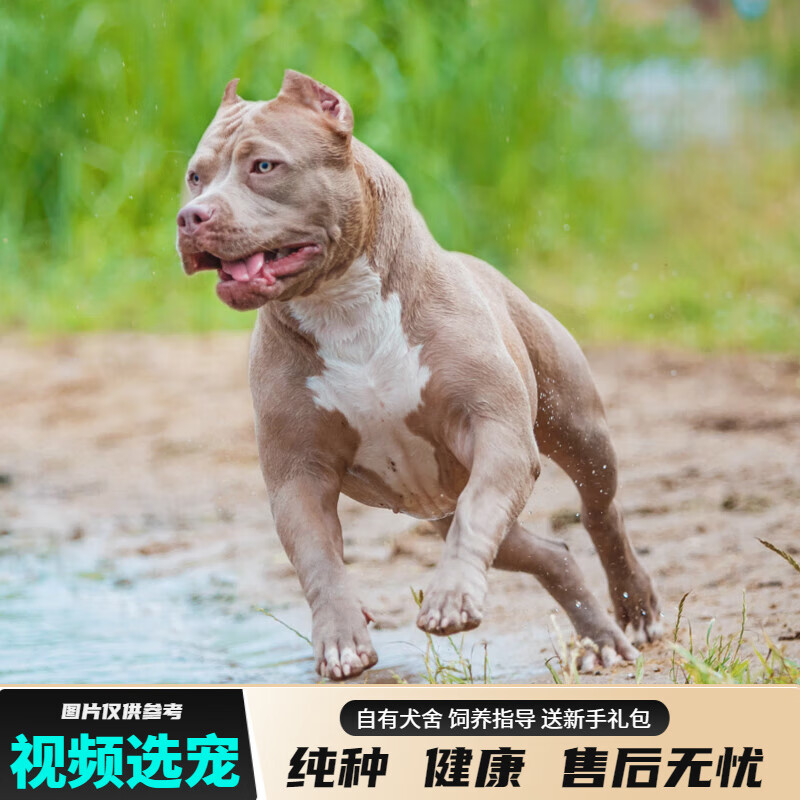 宠六福纯种比特犬幼犬宠物狗狗活体小狗活物幼崽 宠物级 公