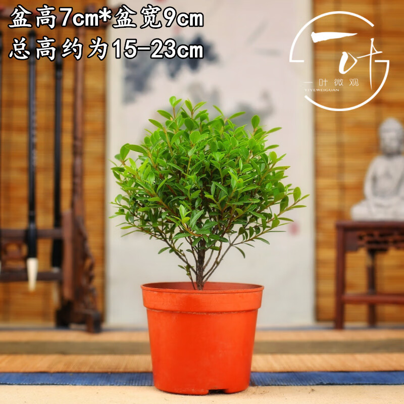 小叶赤楠盆景盆栽金丝楠木微型迷你植物茶几室内阳台四季常青绿植 原
