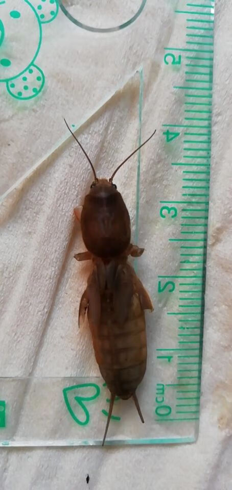 蝼蛄活体昆虫拉拉蛄土狗子画眉鸟食包活宠物 土狗子一盒24只