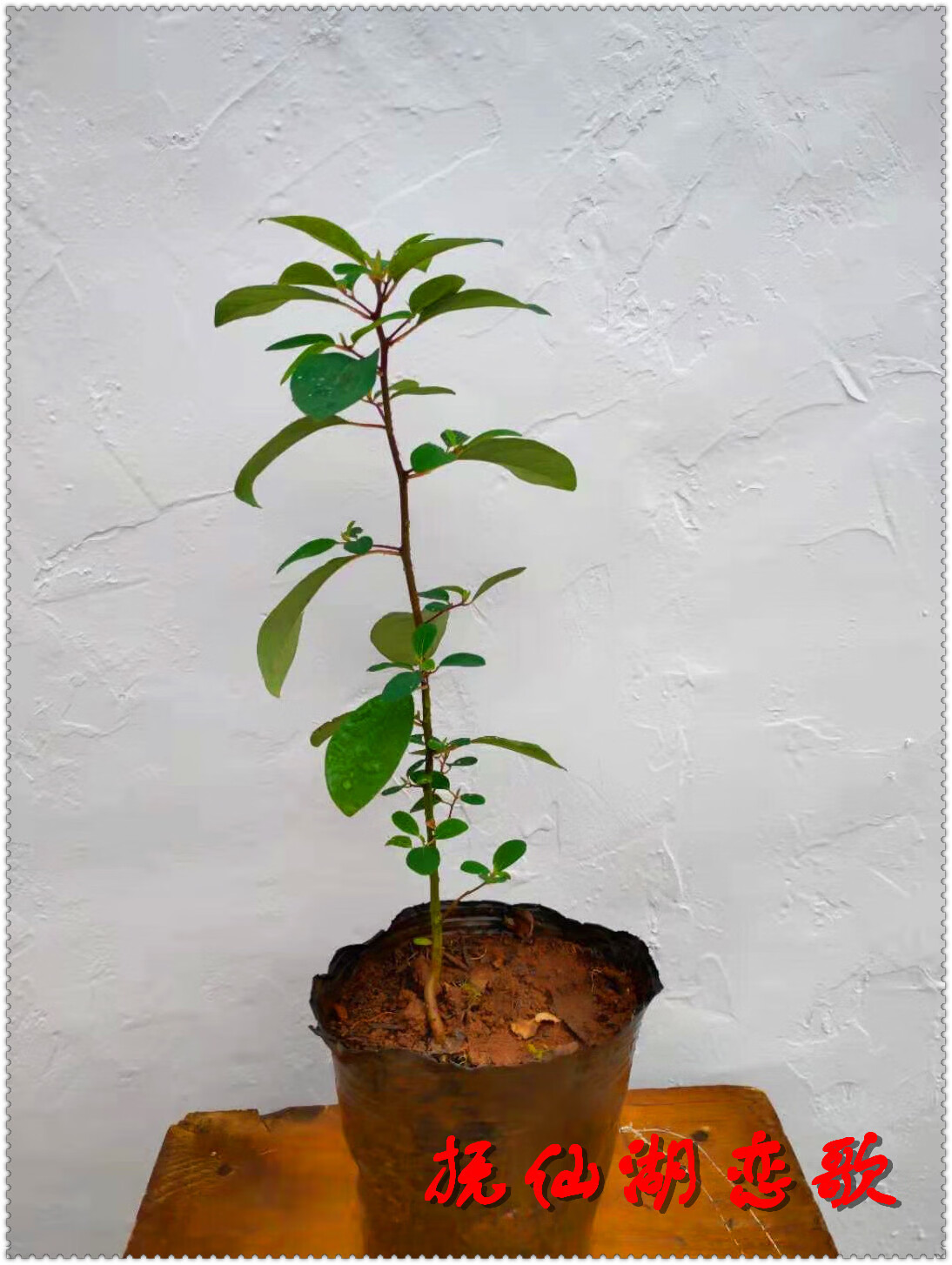 姒桀灯台树苗 品种 灯台鲜枝滇木姜子 稀缺品种 绿色小苗 不含盆