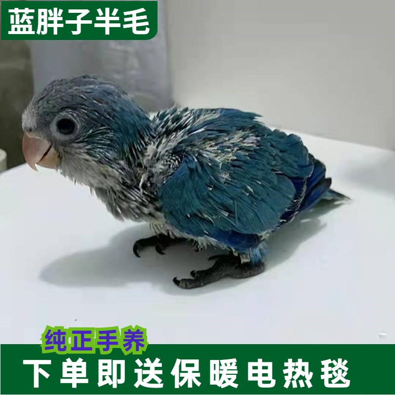 豪蚨小太阳鹦鹉和尚活体带标识合法鸟家养活物和尚活体亲人可上手豪蚨