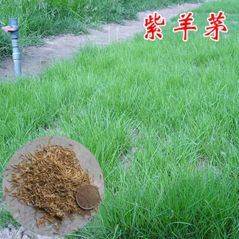 草坪种 紫羊茅种子 高羊茅草坪种子 耐阴耐寒耐旱 四季常青骏楷园林