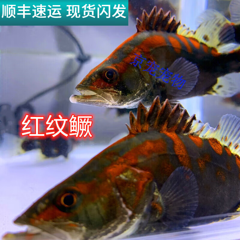 采缇（CAITI）观赏鱼红纹鳜鱼桂花鱼中国龙鱼虎鱼活体翘嘴鳜 【极品红纹鱖】10-12厘米2条