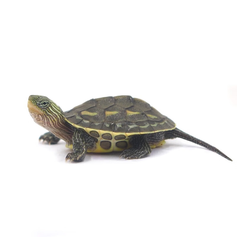 double yellow珍珠龟花龟宠物龟外塘饲养六线花龟水龟大乌龟活体 2-3