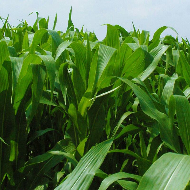 萌蕴(mengyun)进口牧草高丹王草种子高丹草草种籽养殖猪牛羊草鸡鸭鹅