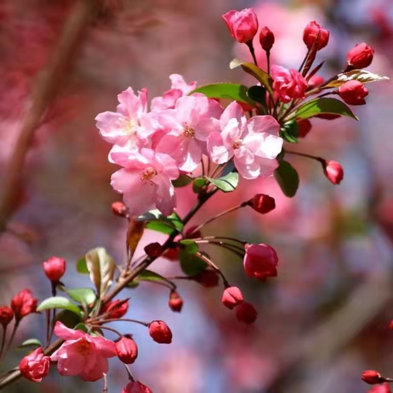 【老桩造型海棠】海棠花多头盆栽盆景耐寒室内外四季开花重瓣 西府