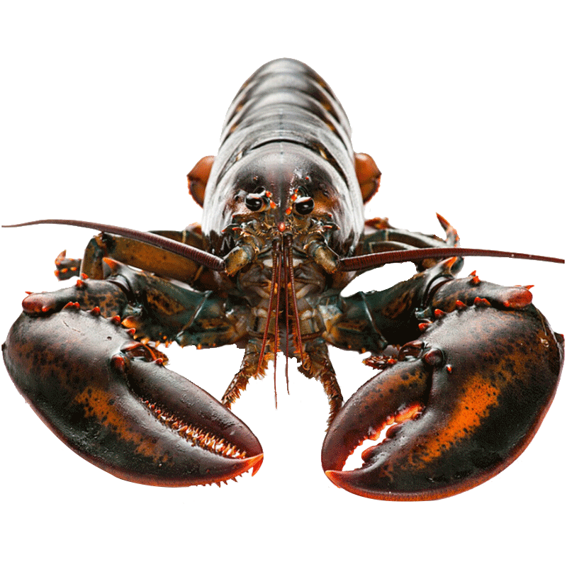 plus会员,百亿补贴:渔传播【活鲜】波士顿龙虾大波龙鲜活500g/只*2只