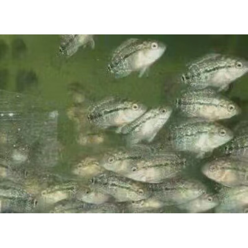 鸿运马骝罗汉鱼鱼大型热带观赏鱼活体 3-4cm鸿运罗汉苗3送1 备损共发4