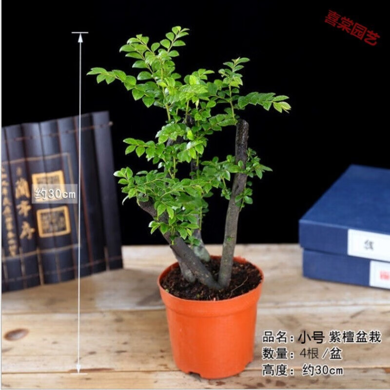 喵小杏名贵盆景树桩客厅植物室内花卉绿植树苗四季常青盆栽 择优发货