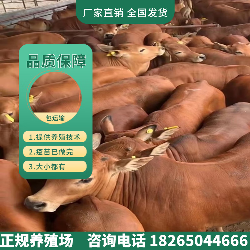 肉牛犊活牛黄牛犊小黄牛活苗牛仔牛犊子活牛出售小牛犊活牛仔苗买