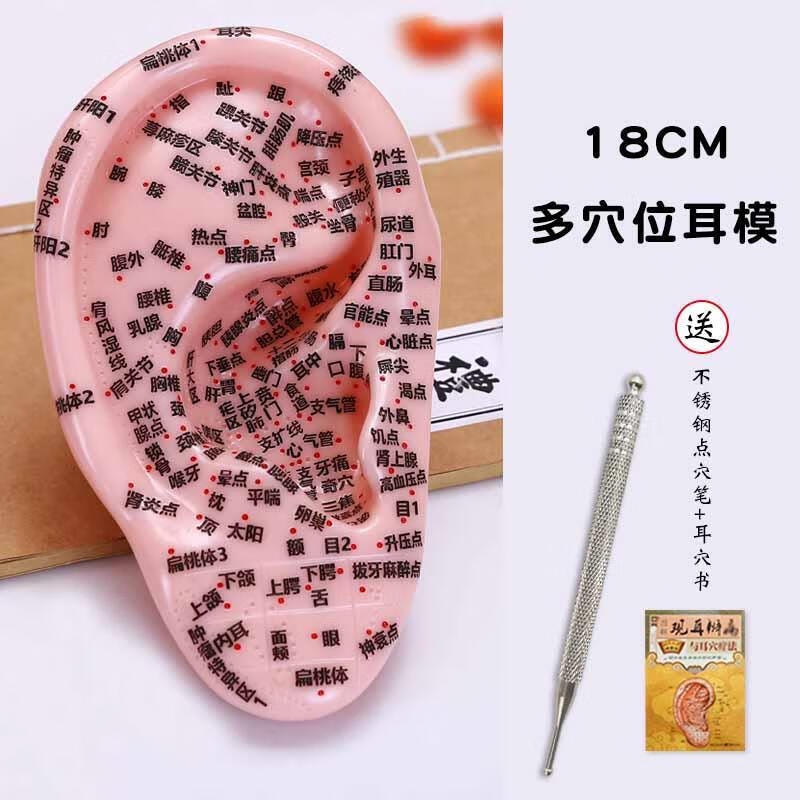 京健康18厘米大耳朵多穴位按摩耳模型硅胶高清反射区家居教学 多穴位
