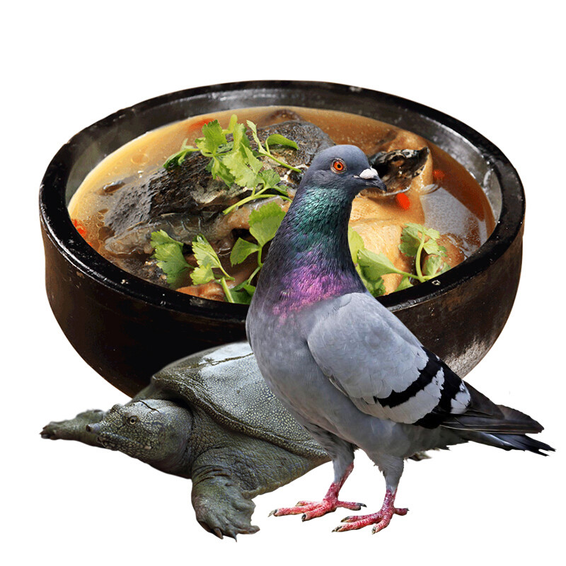 伯贤甲鱼炖鸽子传统名菜【沉鱼落雁】甲鱼乳鸽鸽子肉新鲜现杀