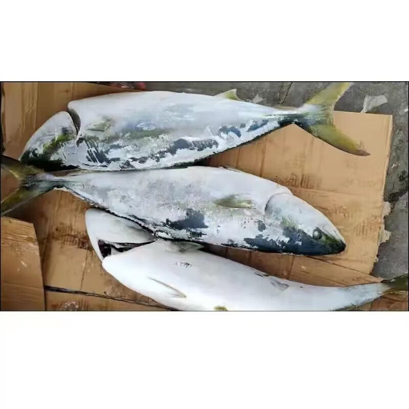 鲜爽集放血冰鲜油甘鱼刺身青甘鱼黄狮鱼鲜活章红鱼鰤鱼日式刺身 13-14斤(放血刺身级)