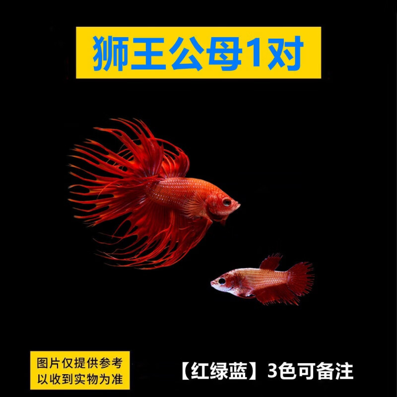 半月狮王将军公母繁殖小型宠物观赏鱼淡水鱼热带鱼 狮王公母一对 饲料