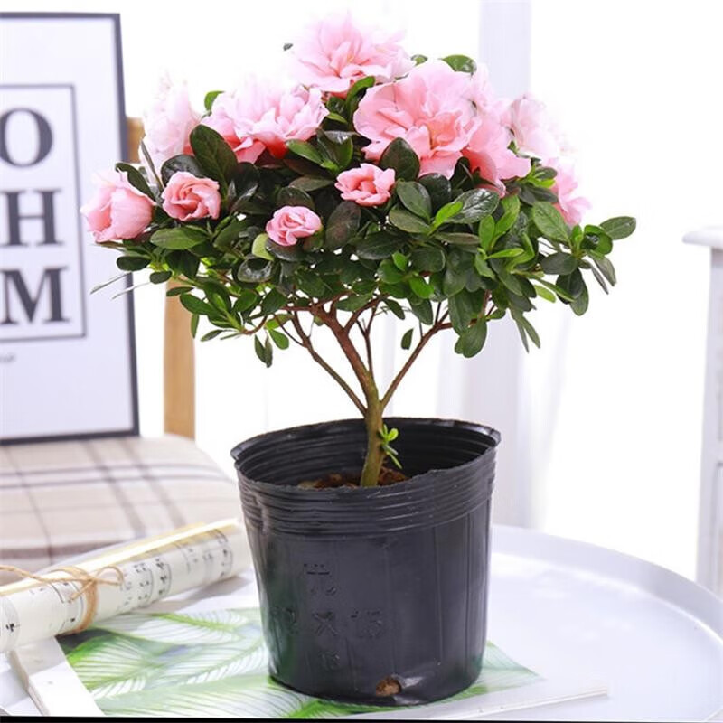 杜鹃花盆栽庭院植物室内花卉四季开花大颗映山红植物花 大号小桃红
