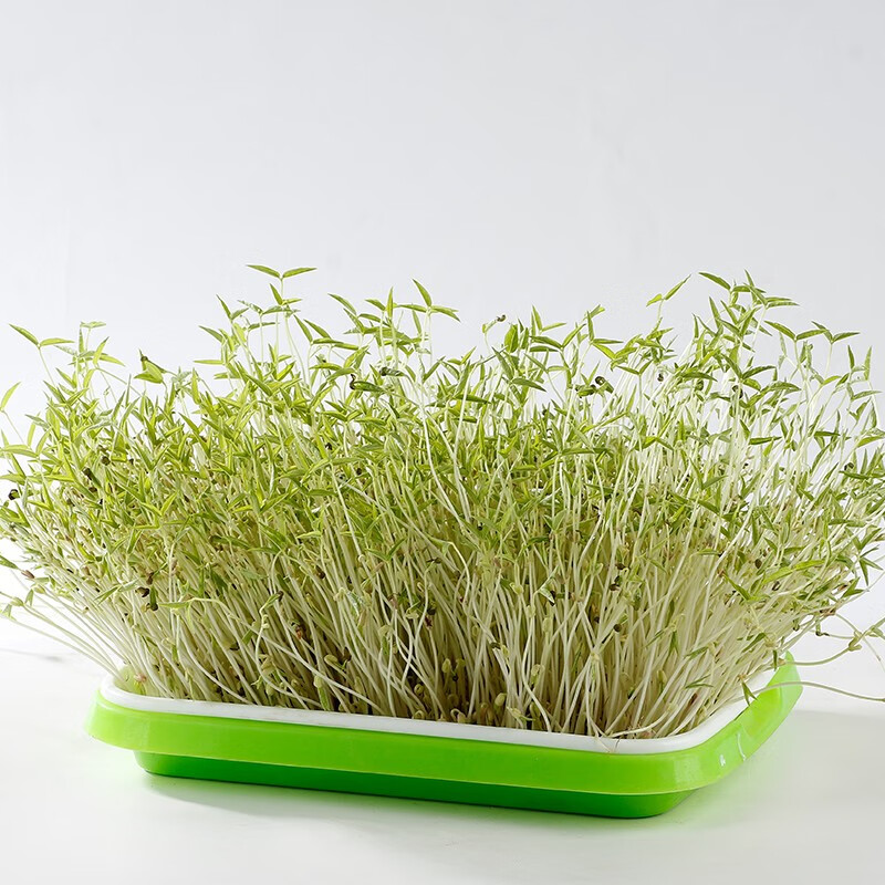 芽苗菜种子纸上种菜无土栽培萝卜空心菜豌豆松柳盆栽蔬菜籽四季 绿豆