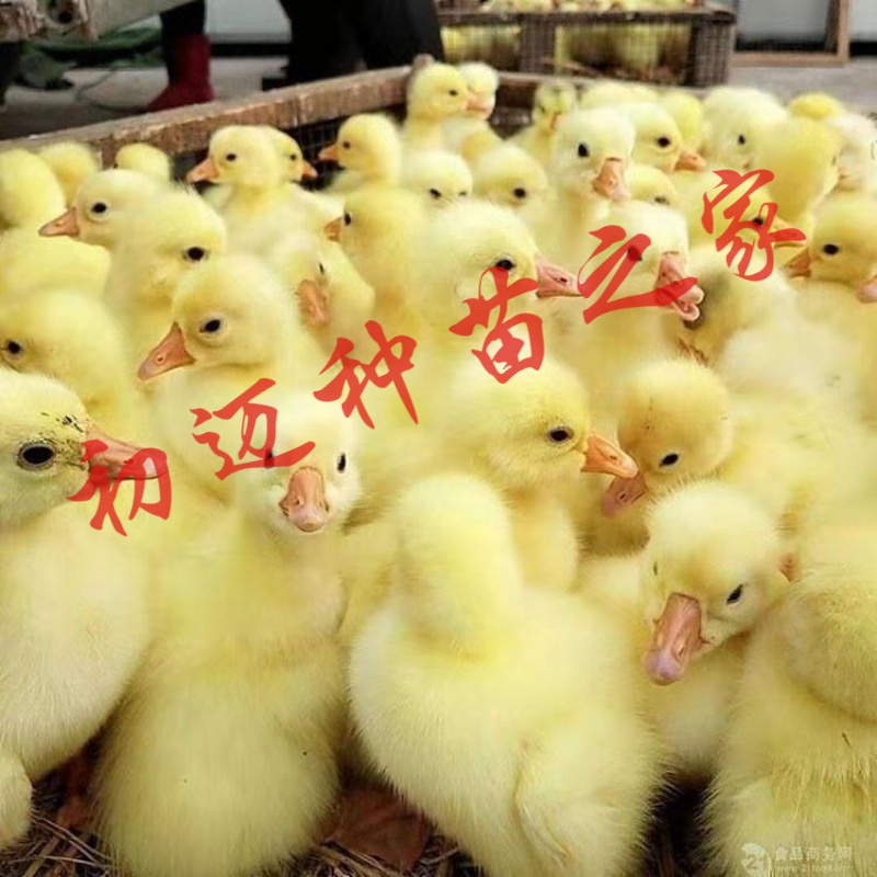 小鹅苗活体苗纯种大种白鹅苗狮头鹅苗活体批发四季鹅三花鹅下蛋鹅鹅