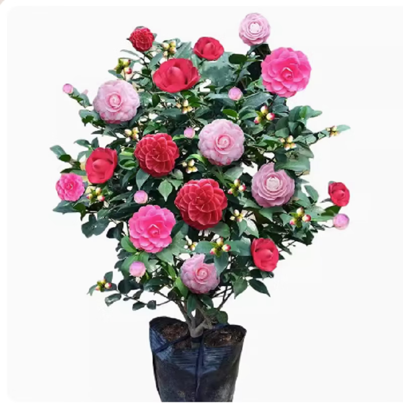 从历史走势看，如何抓住最佳购买时机？|花卉价格行情最新报价走势图