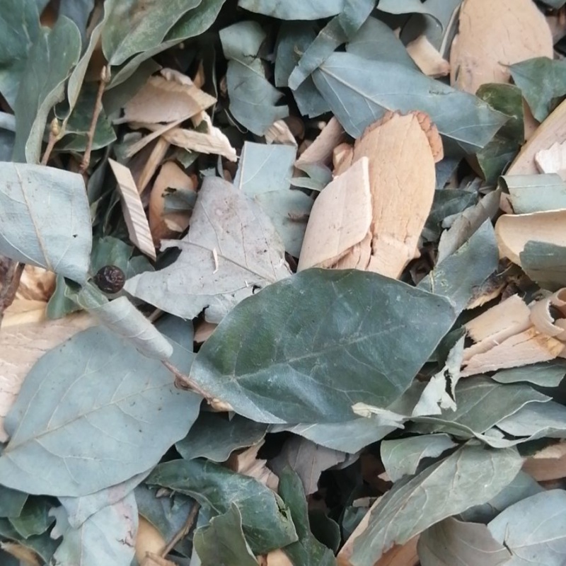 中药材见风消,见肿消,炸死枫,冬不落叶干货 500克