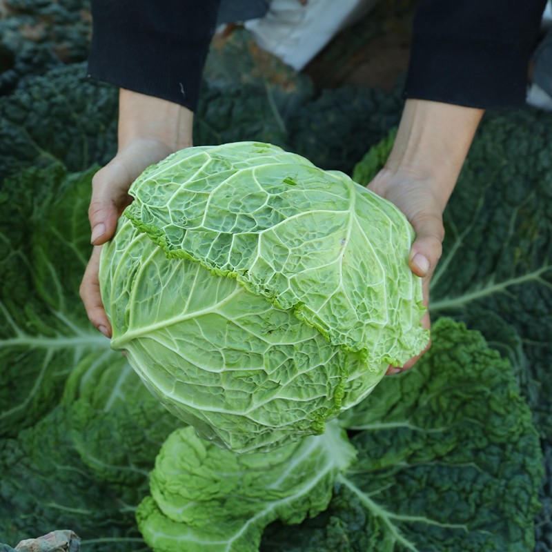 法美莎皱叶甘蓝100粒装