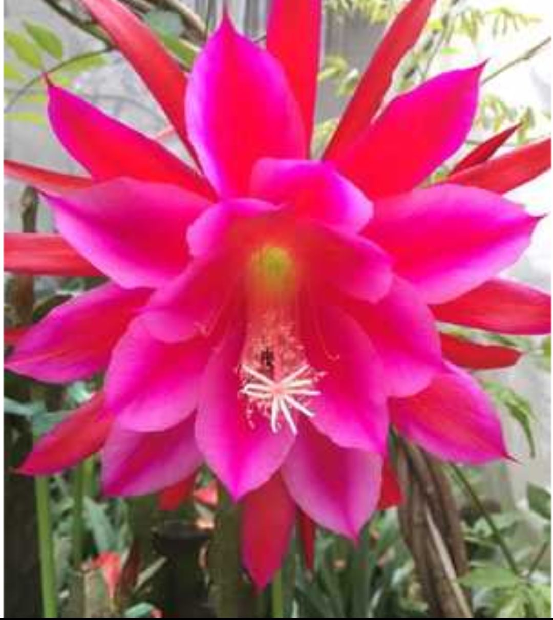 进口令箭荷花昙花大花重瓣品种带根苗红黄紫粉白多色花卉绿植盆栽 玫