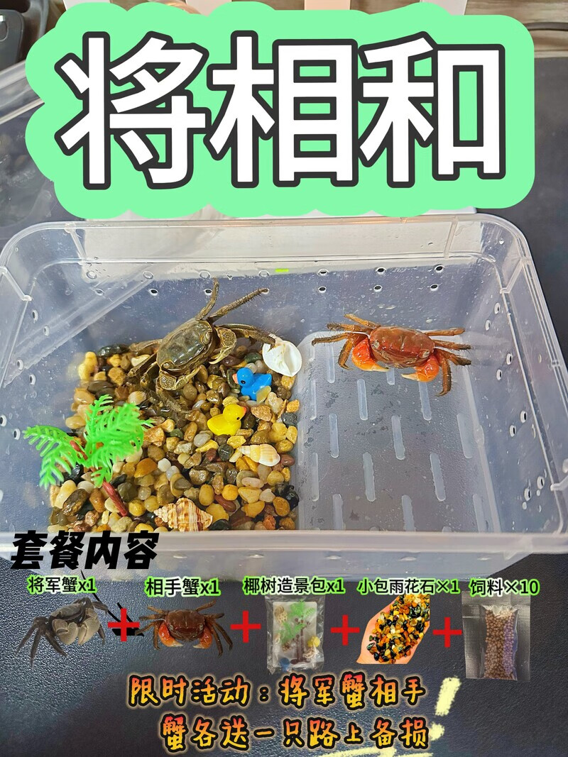 将军蟹一生一世周生辰同款微景观水族除藻螳臂宠物蟹萌宠易养包邮