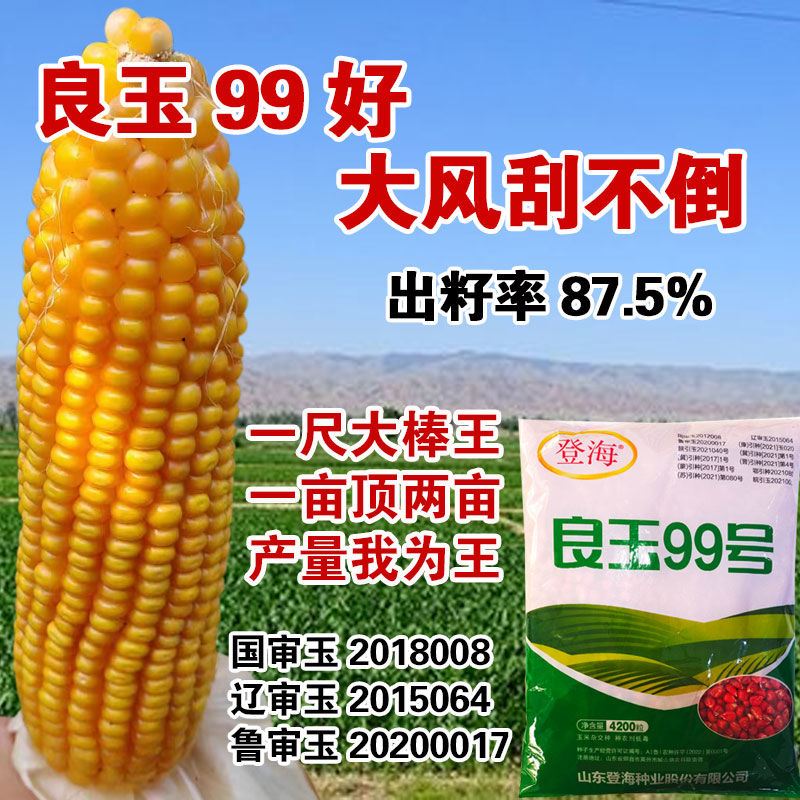 良玉99号玉米种子郑丹958玉米籽京科 国 登海良玉99/4200粒稀缺好品种