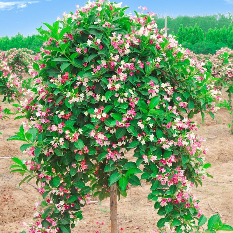 姒桀北方庭院耐寒树木五彩锦带树苗盆栽别墅花树园林风景树绿化垂吊花