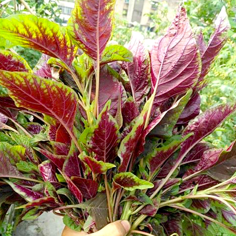 农之子(nongzhizi) 红苋菜种子圆叶红汉菜四季蔬菜籽苗新鲜野小叶春天