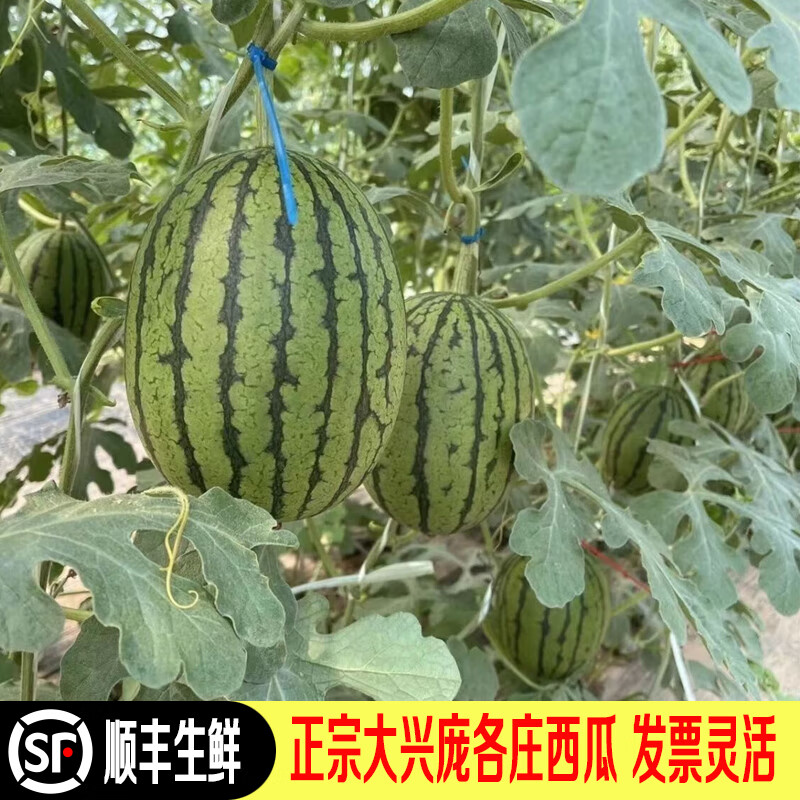 �����Ӹ�ׯС���� ���ڴ����Ӹ�ׯ����ˮ��������������С���� ��Ʒ�Ӹ�ׯ����4öװ 138Ԫ