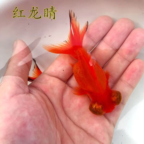 墨之瑶金鱼 龙睛 观赏鱼 黑龙睛 红龙睛 批发 冷水鱼 活体 7-9厘米 红