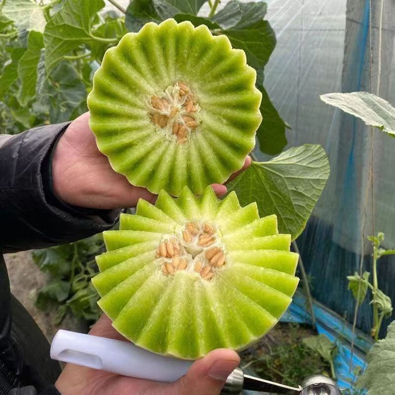 田园东方海南玉菇甜瓜 冰激凌香瓜 当季新鲜水果（变软再食用） 带箱毛重 5斤装净重（4.5斤）