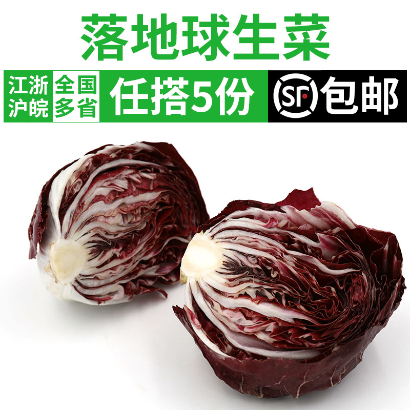 旷古农业 落地球生菜500g 紫苣红菊苣新鲜蔬菜沙拉食材生吃 500g