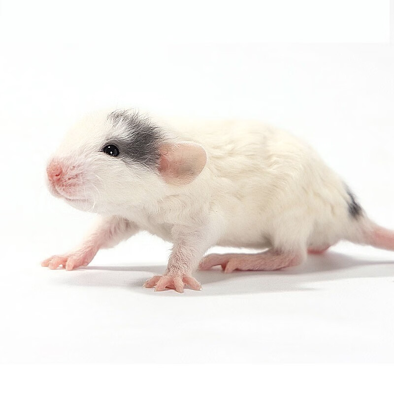 yellow花枝鼠活体幼崽家养温顺高智商小型宠物鼠活物可爱亲人 卷毛白