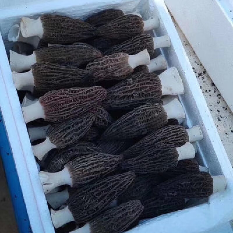 望蓝川新鲜羊肚菌1000g/2斤野生 新鲜羊肚菌1000g/2斤野生高档