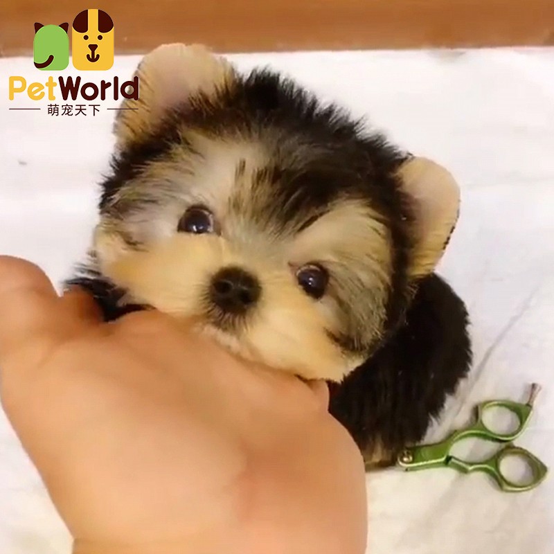 du)【30天健康保障】精品s级北京纯种约克夏活体宠物金头银背茶杯犬